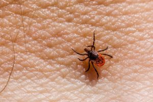 Punkkipurema ja borrelioosi kokemuksiaImage by <a href="https://pixabay.com/users/erik_karits-15012370/?utm_source=link-attribution&utm_medium=referral&utm_campaign=image&utm_content=8218541">Erik Karits</a> from <a href="https://pixabay.com//?utm_source=link-attribution&utm_medium=referral&utm_campaign=image&utm_content=8218541">Pixabay</a>